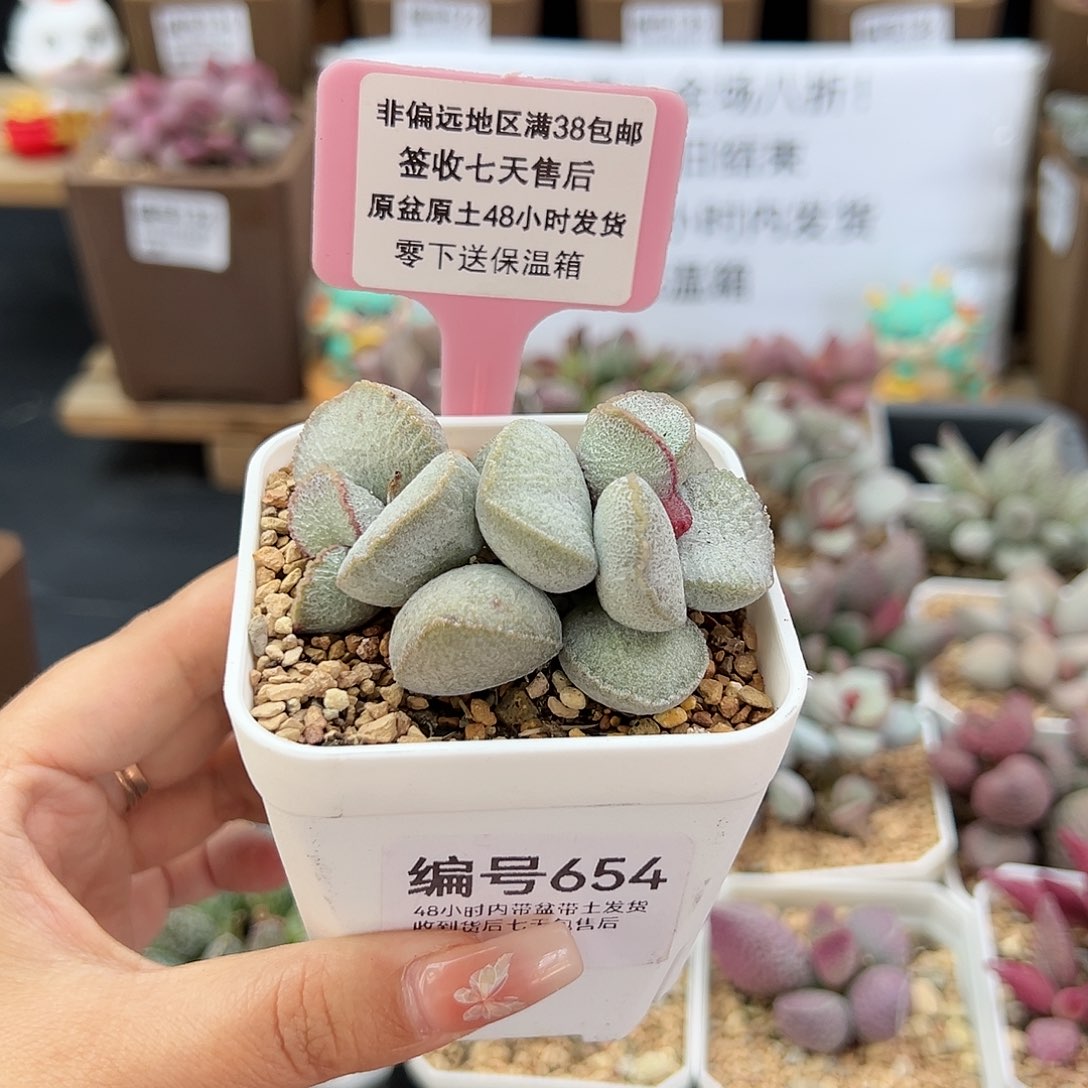 654磨砂蛋900号多肉植物