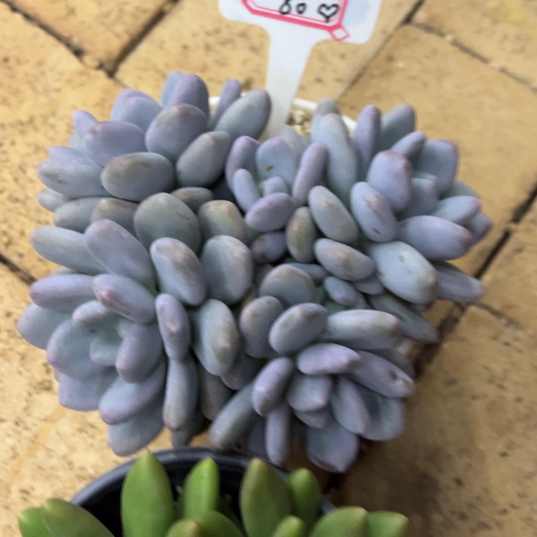 沉***沉沉沉60、             