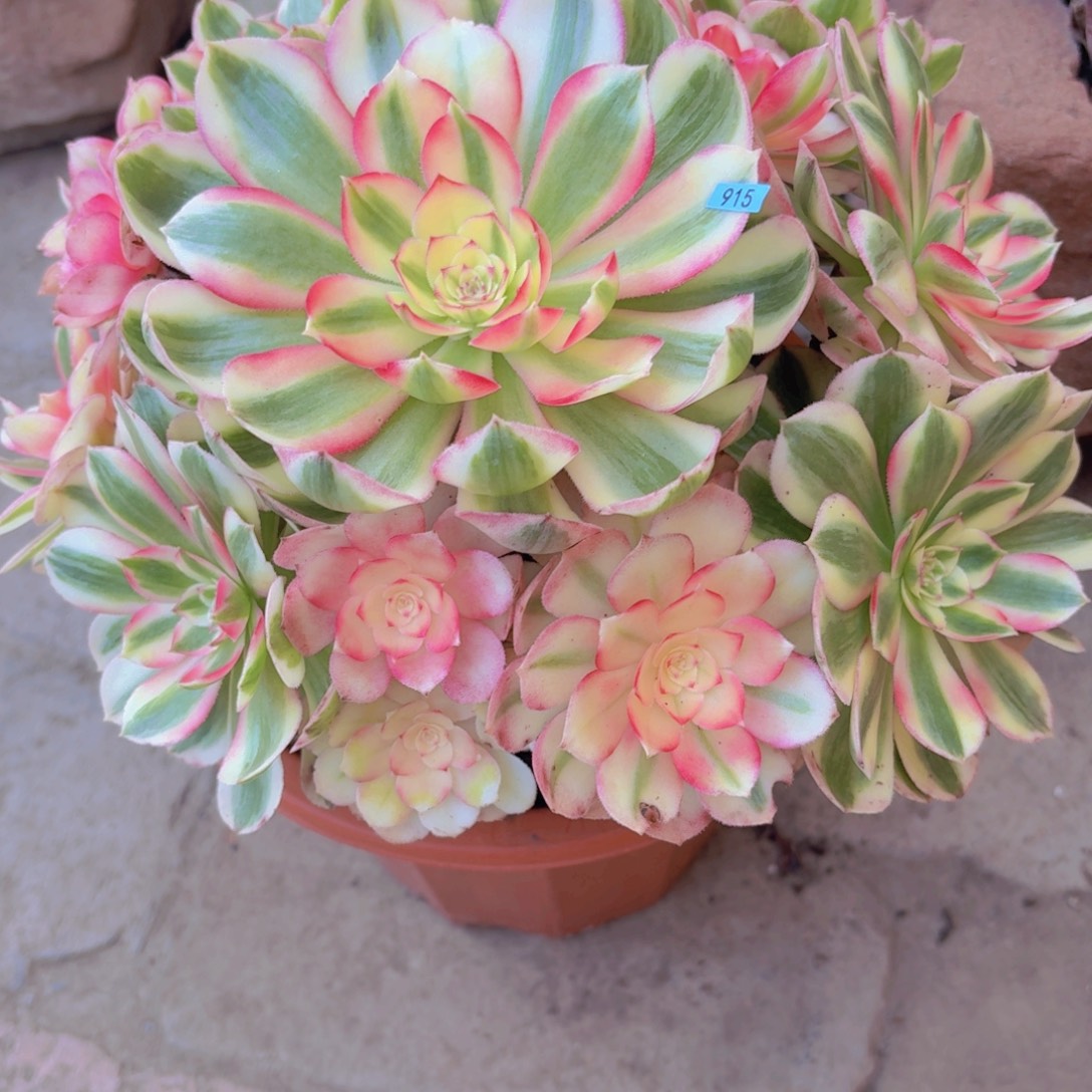 ****椰一物一拍编号915 