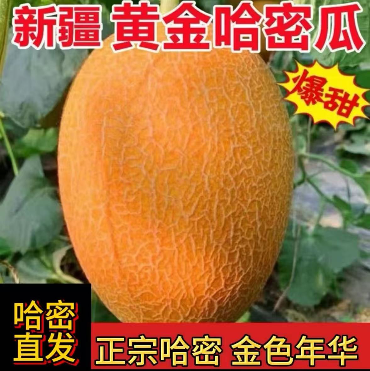 新疆哈密之乡原产地哈密直发金色年华哈密瓜现摘现发脆甜多汁热卖