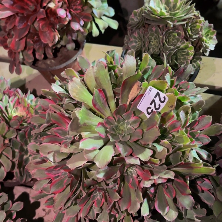 225女巫多肉植物不售后变异