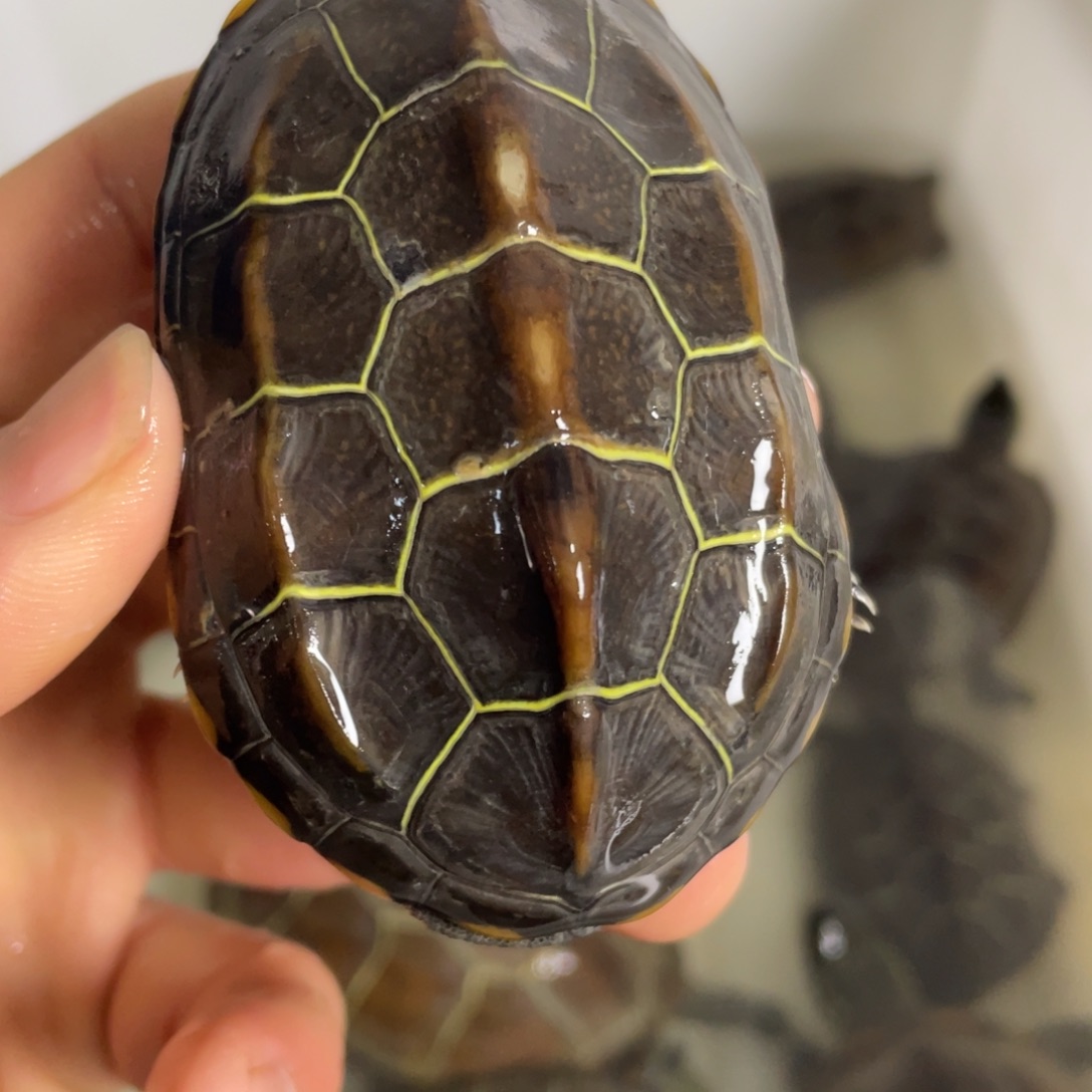 苏北金线冷水草龟