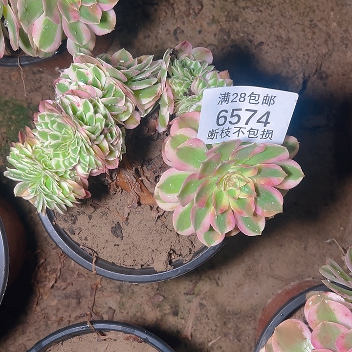 6574倾城缀多肉植物