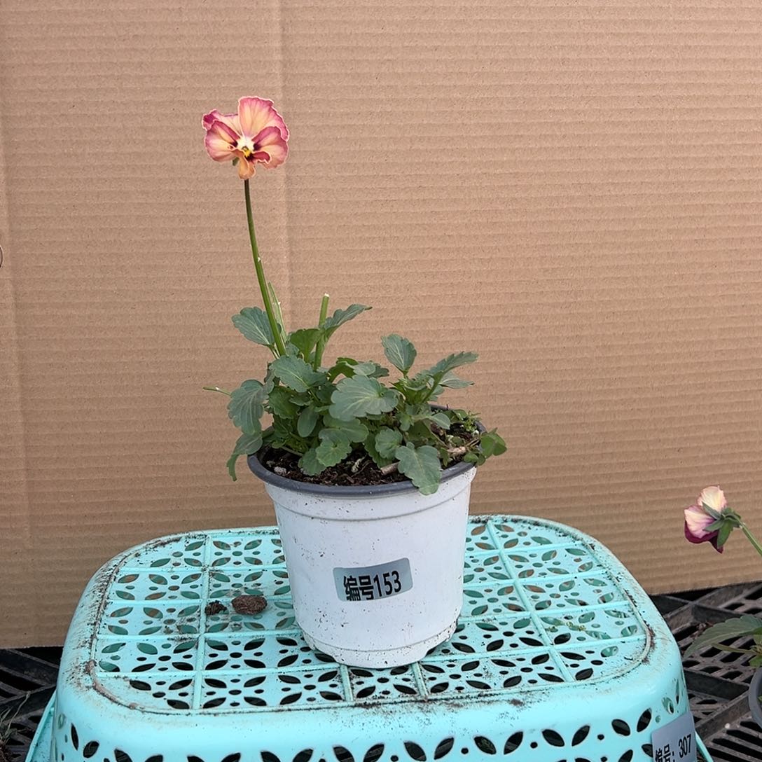 【闪购商品】完全开放153号