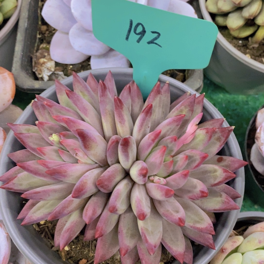 今天开心，精品多肉，一物一拍