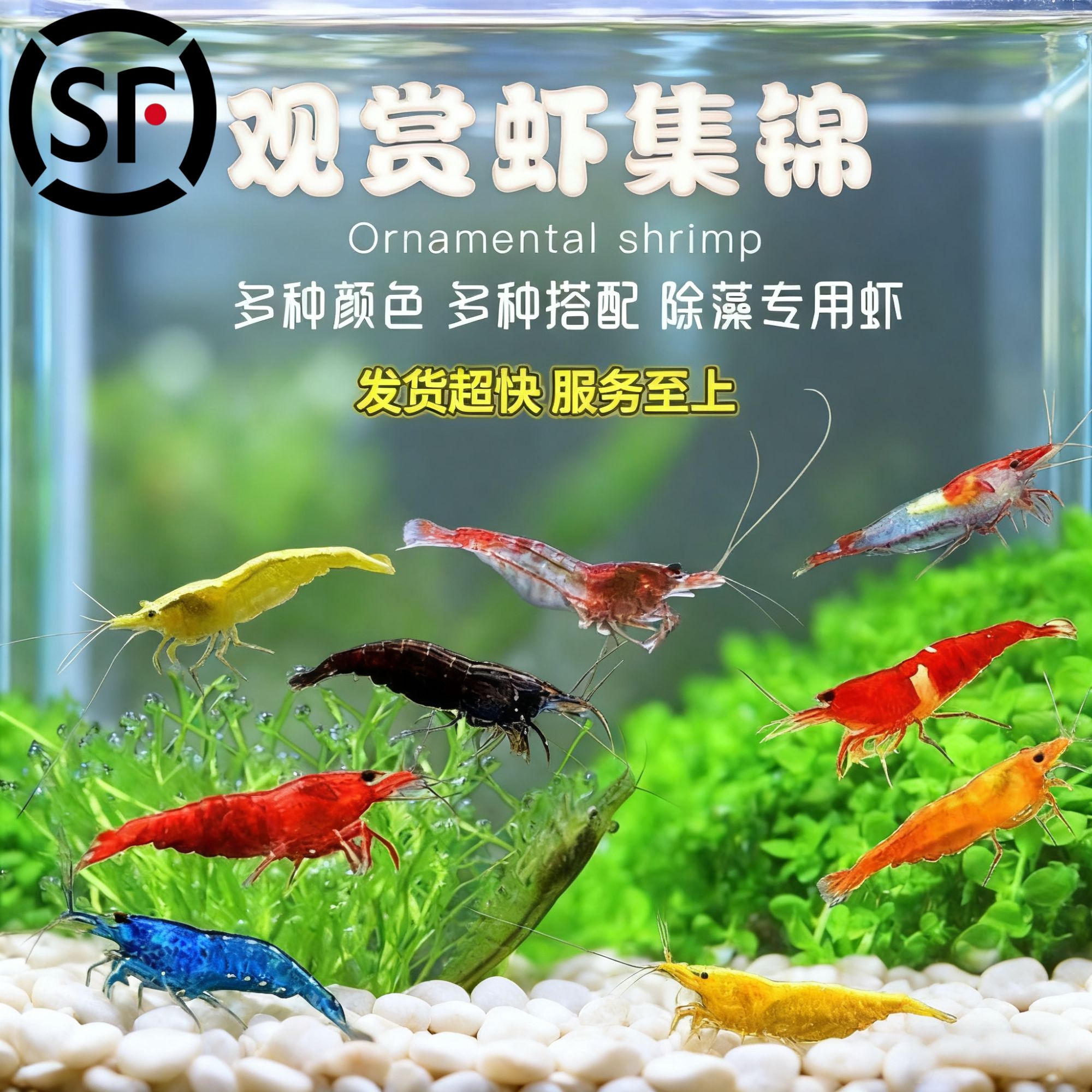 七彩观赏米虾套餐淡水虾组合樱花香吉士除澡清洁虾蓝丝绒极火好养