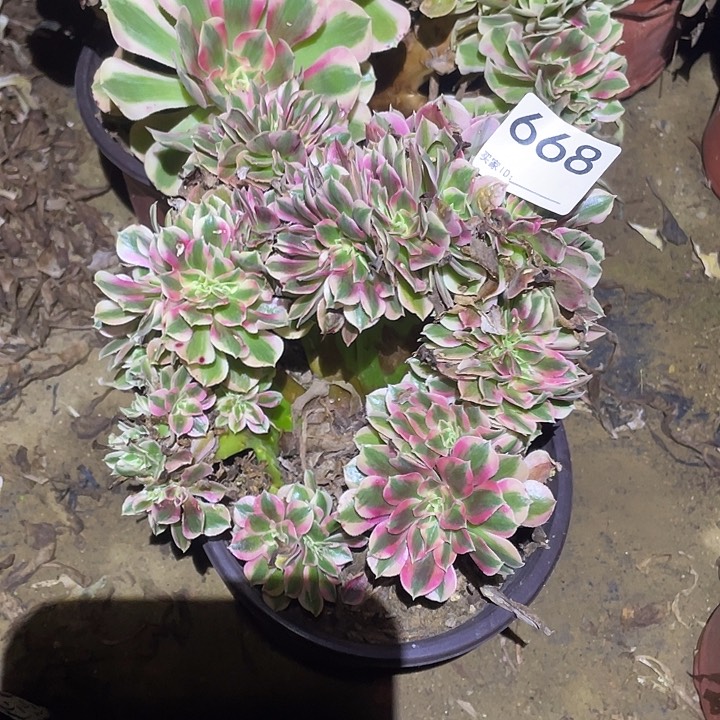 多肉植物断枝不包668女巫缀