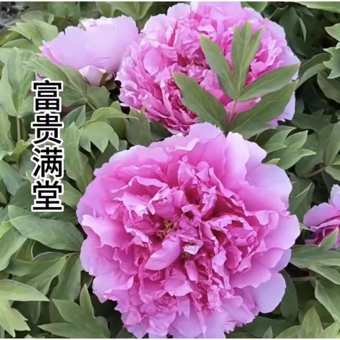 菏泽牡丹花苗富贵满堂重瓣大花木本室内盆栽阳台庭院地栽