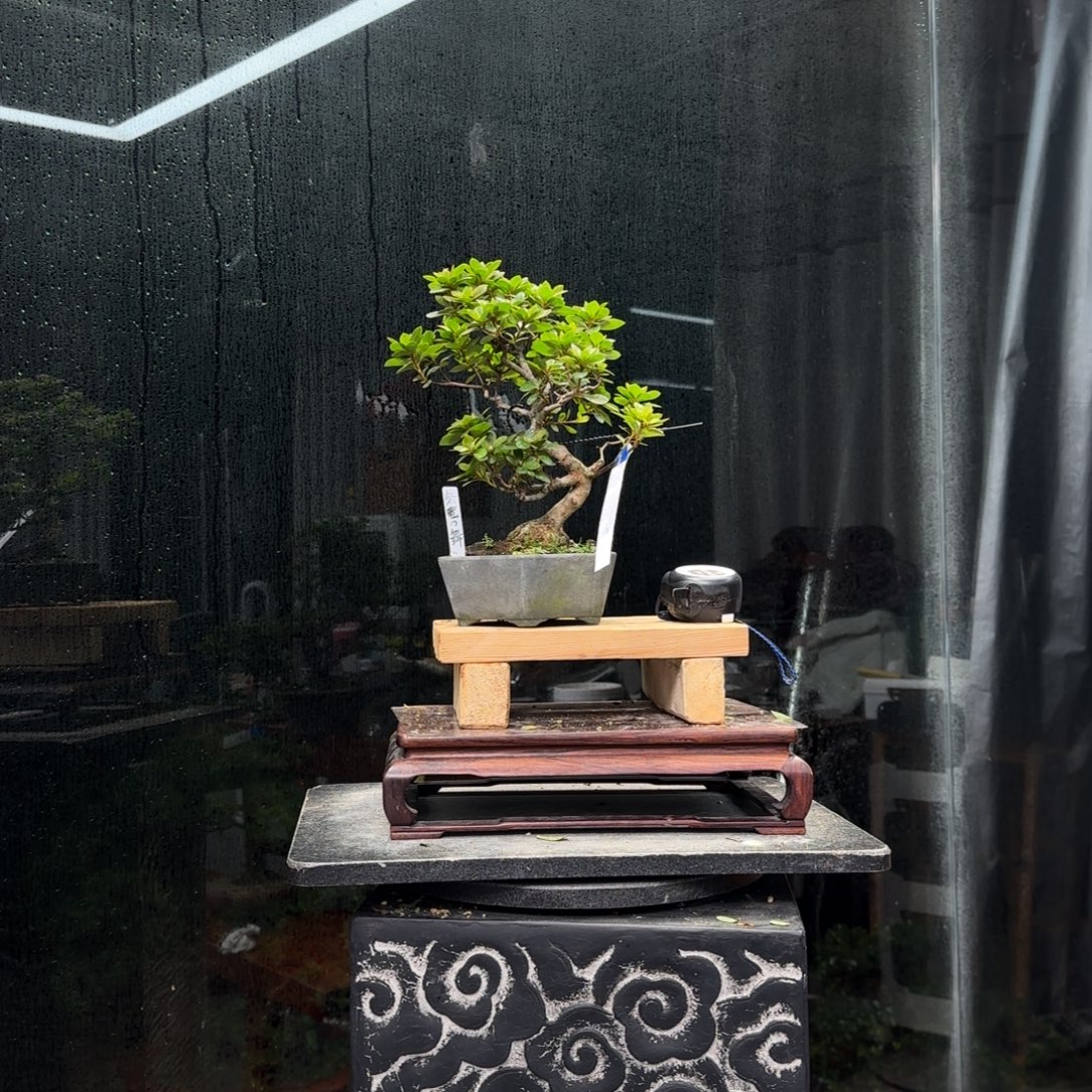 岁****无花朵花卉苗木花卉苗木
