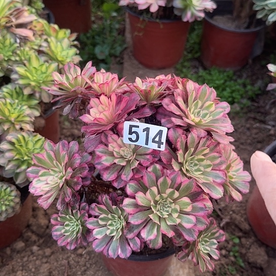 无花朵白锦514号不包断枝