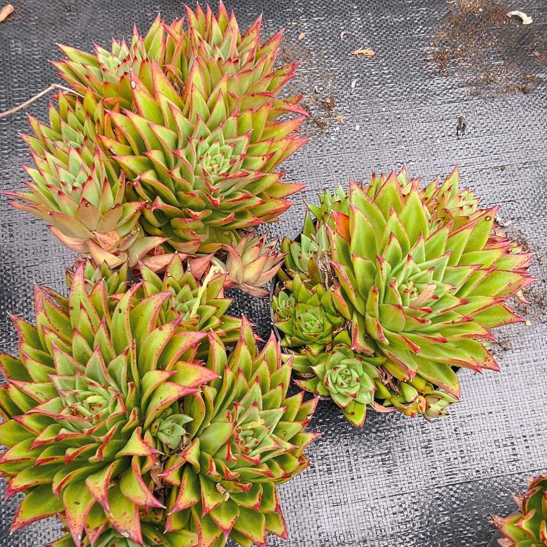 口红群，满18包邮