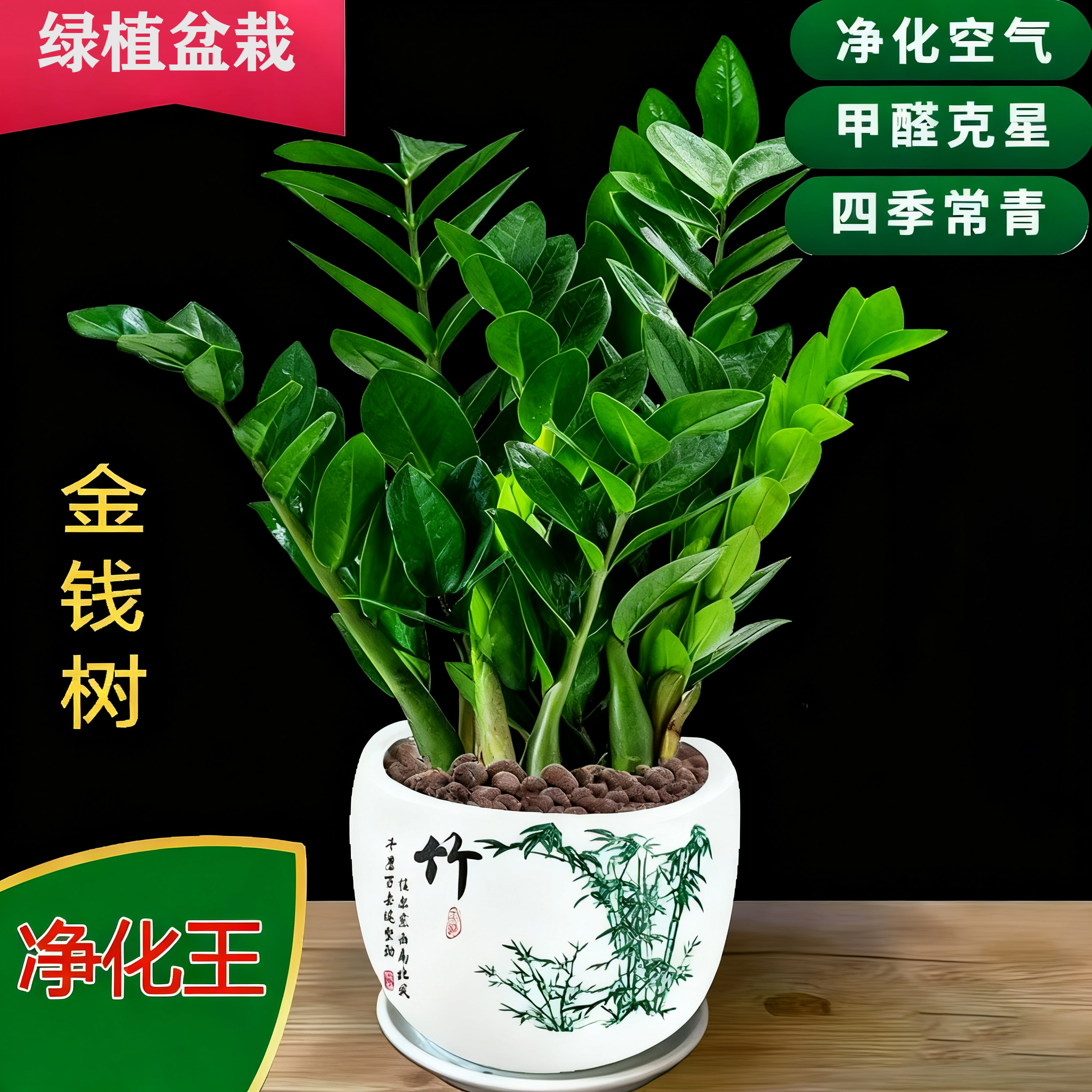 四季常青新款招财树绿植茶室盆景室内植物客厅新款金钱树花卉盆栽