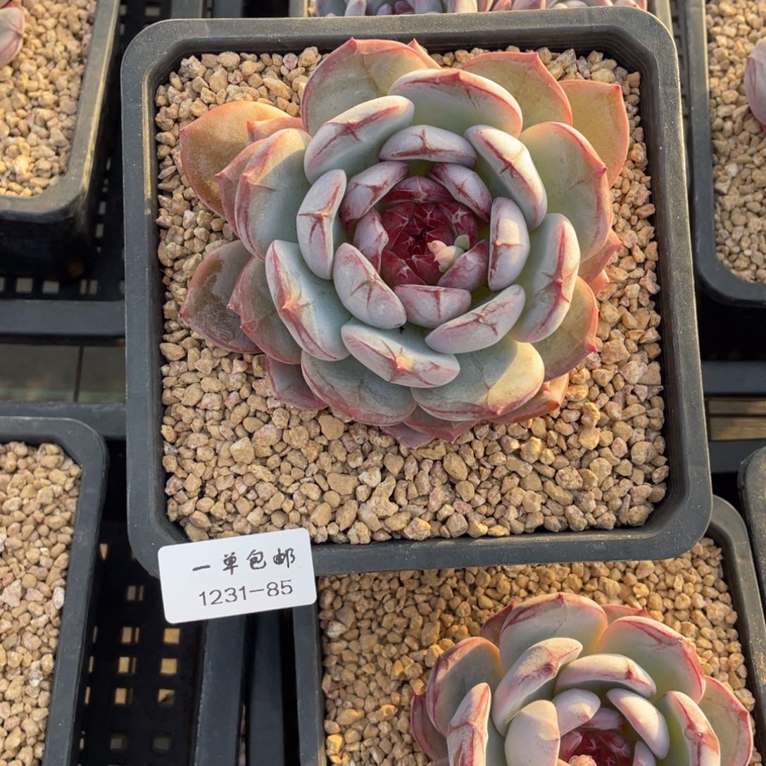 1231-85长相思，，，，，，，