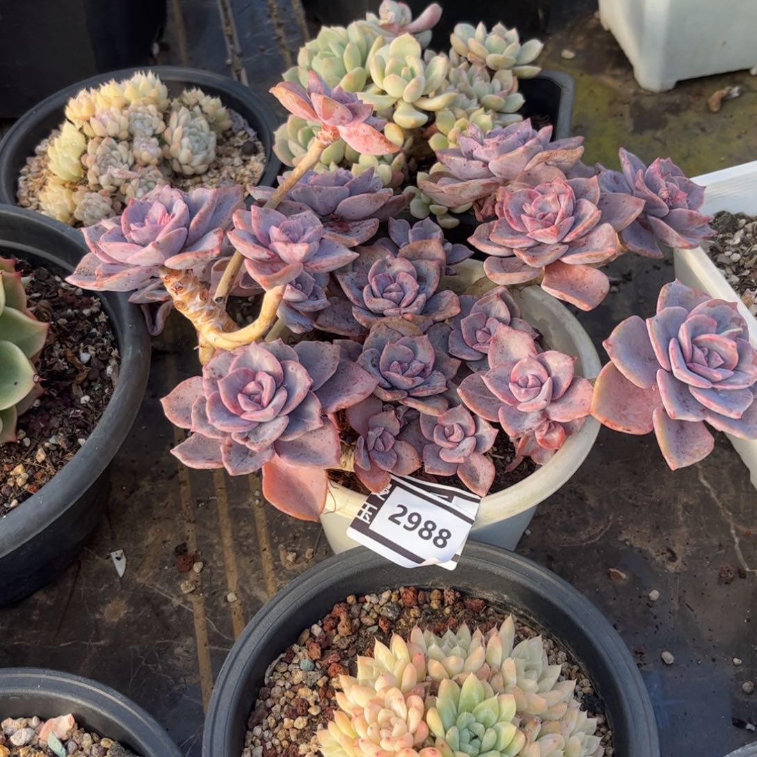 彩虹糖多肉植物2988