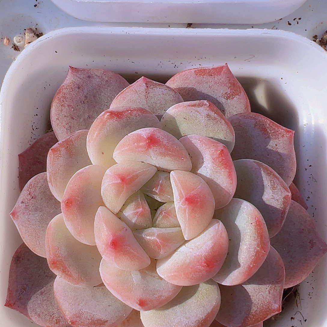 黛玉冰魄19包邮多肉植物