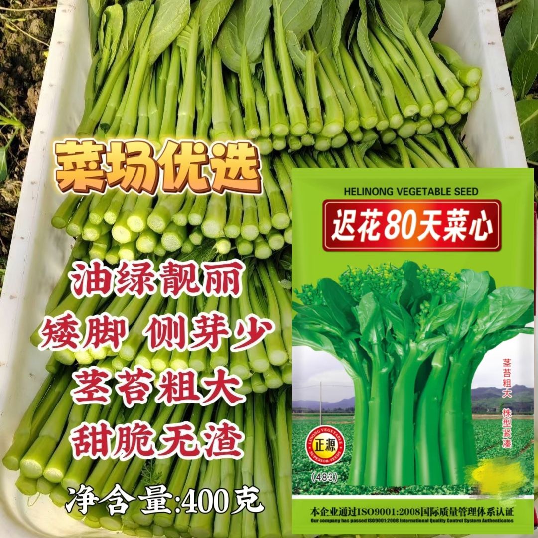 迟花80天菜苔种子苔粗鲜嫩生长强势秋播菜苔种子