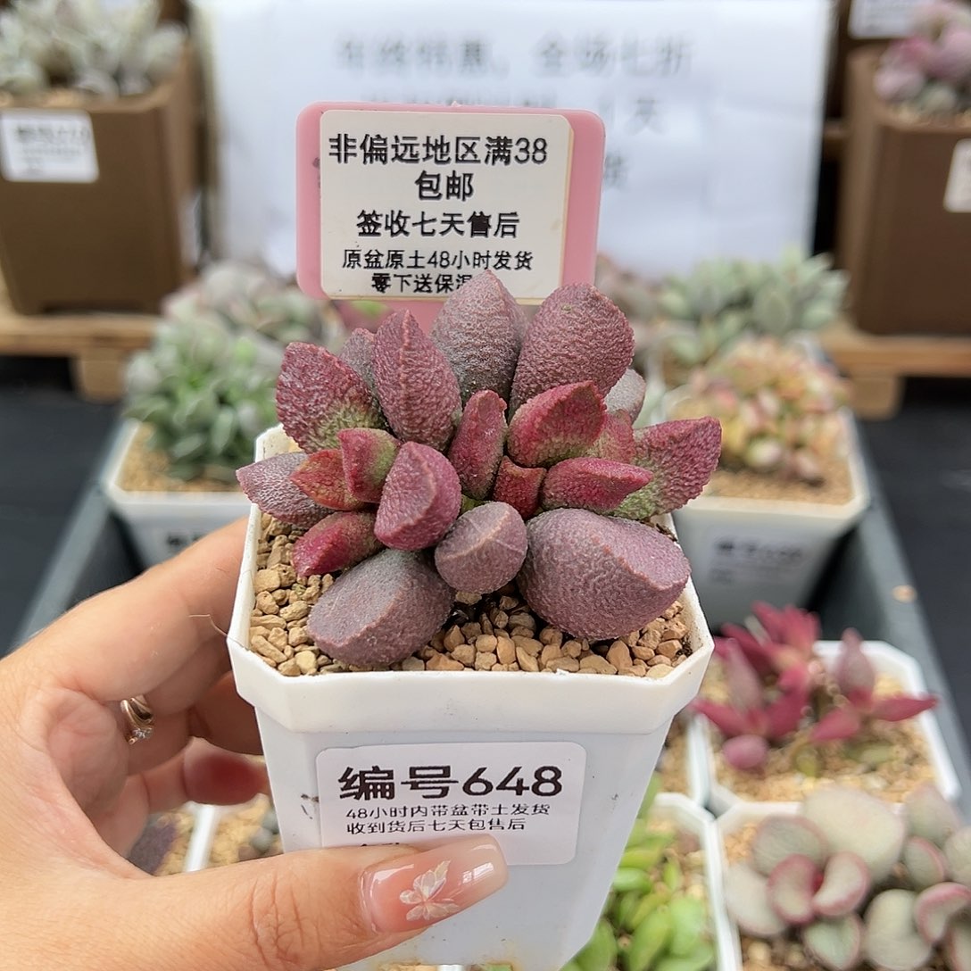 648赛猪干多肉植物