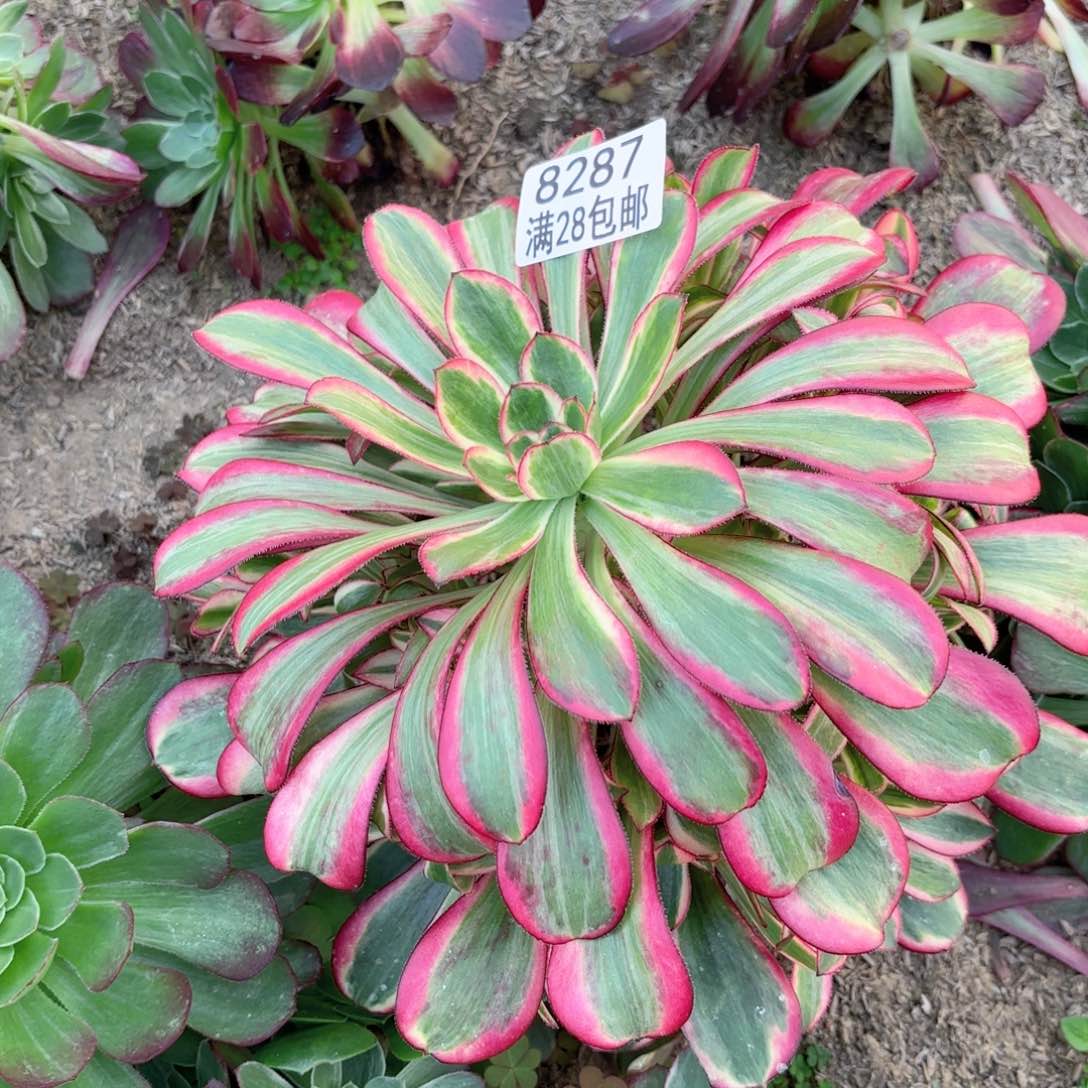 C.    8287丽娜多肉