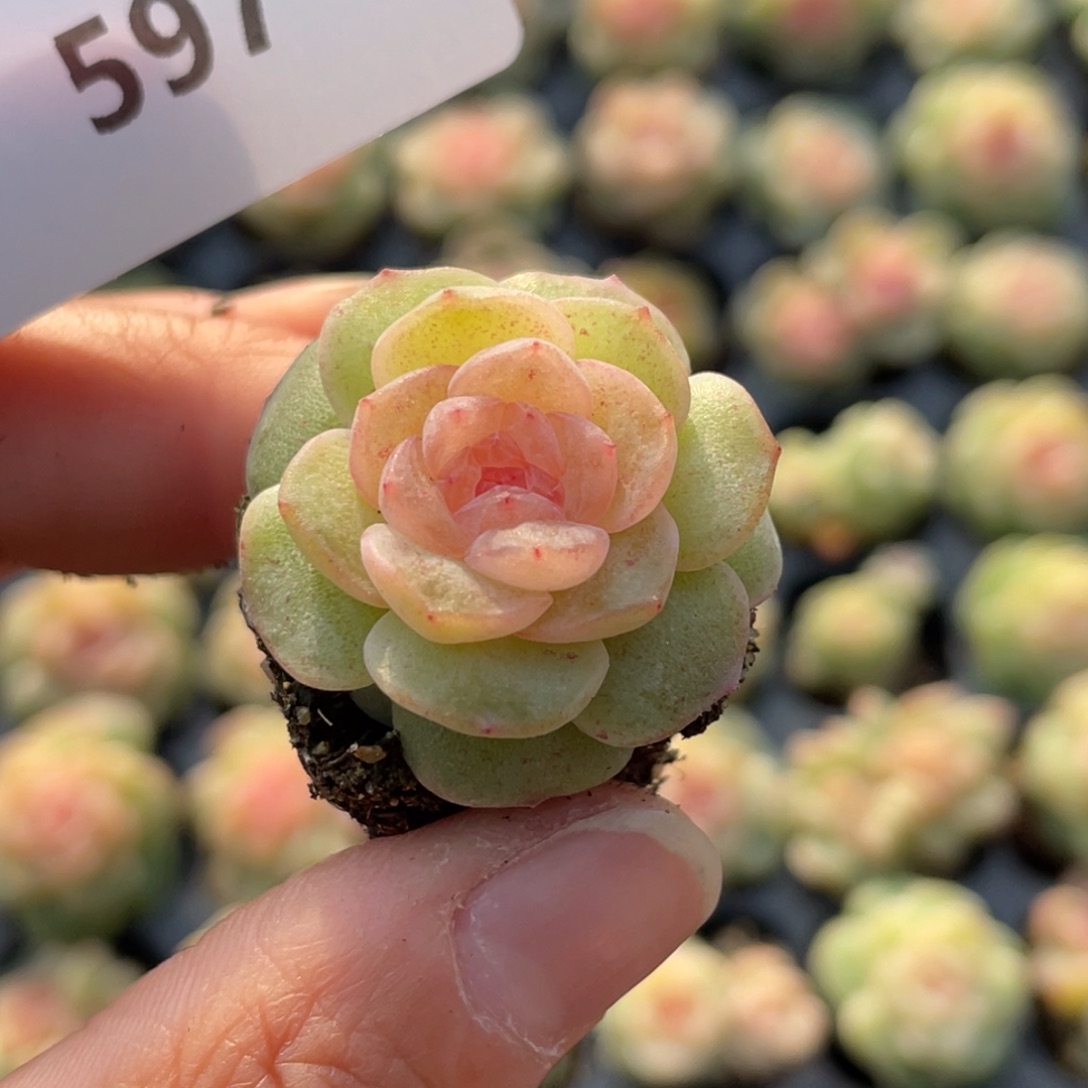 叶***！597号糖心冰心珍妮