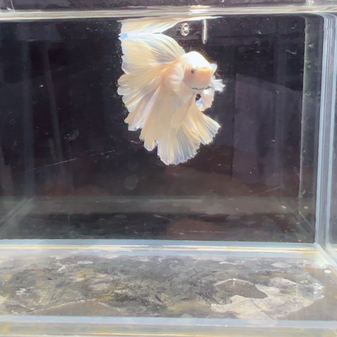 斗鱼浅色特殊尾hhhh