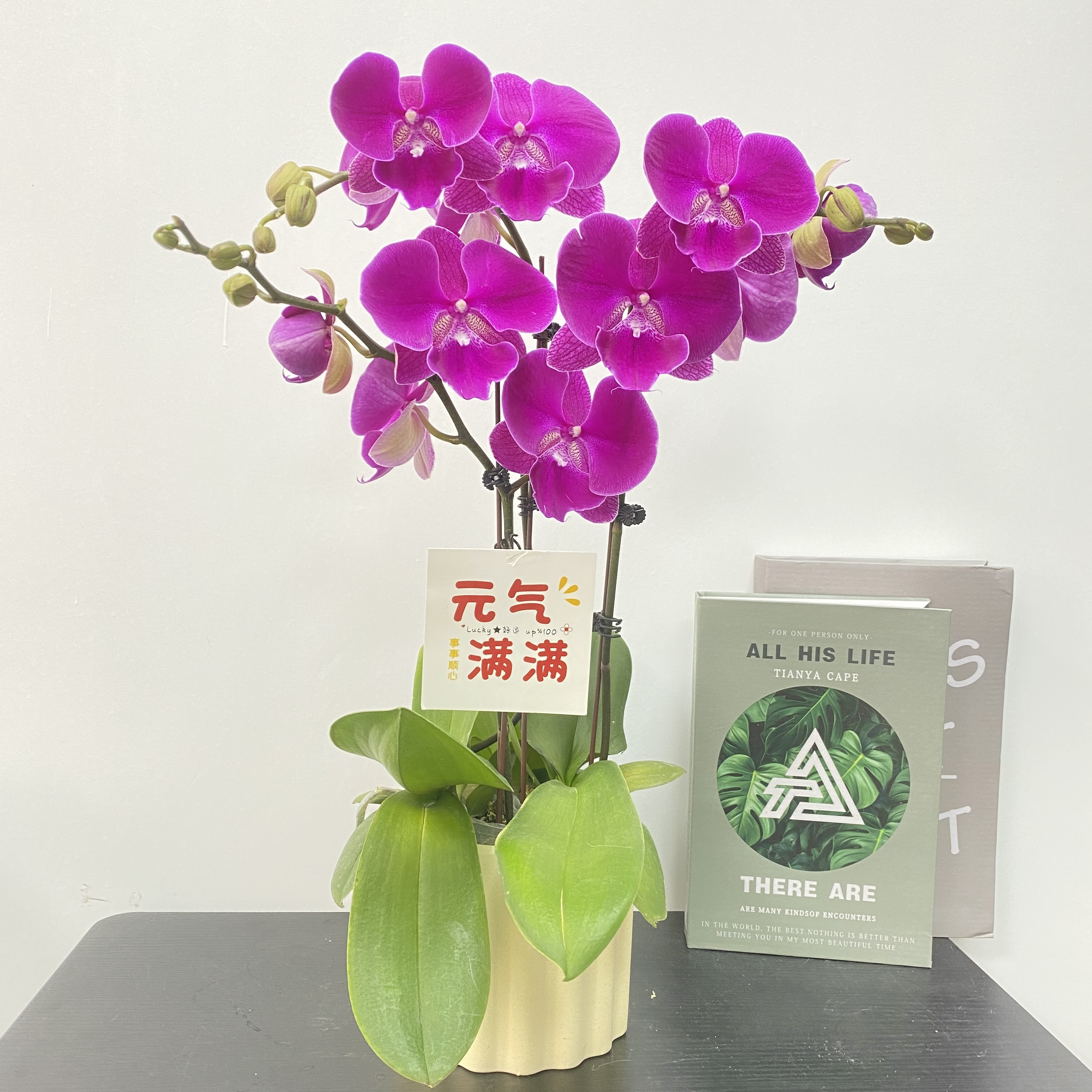 蝴蝶兰【红丝绒】 紫色系花花 观赏花 蝴蝶兰 真花