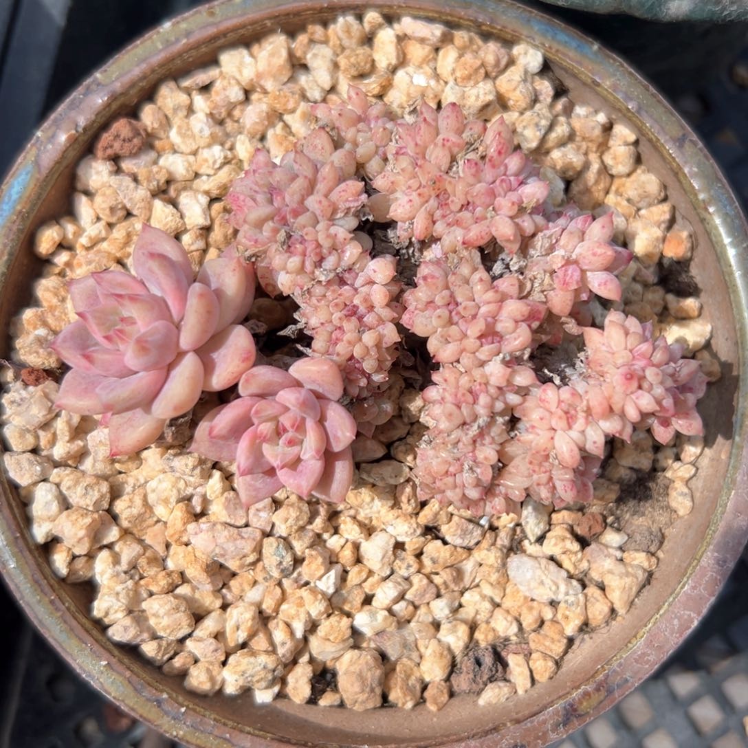 迎春缀（满38包邮）多肉