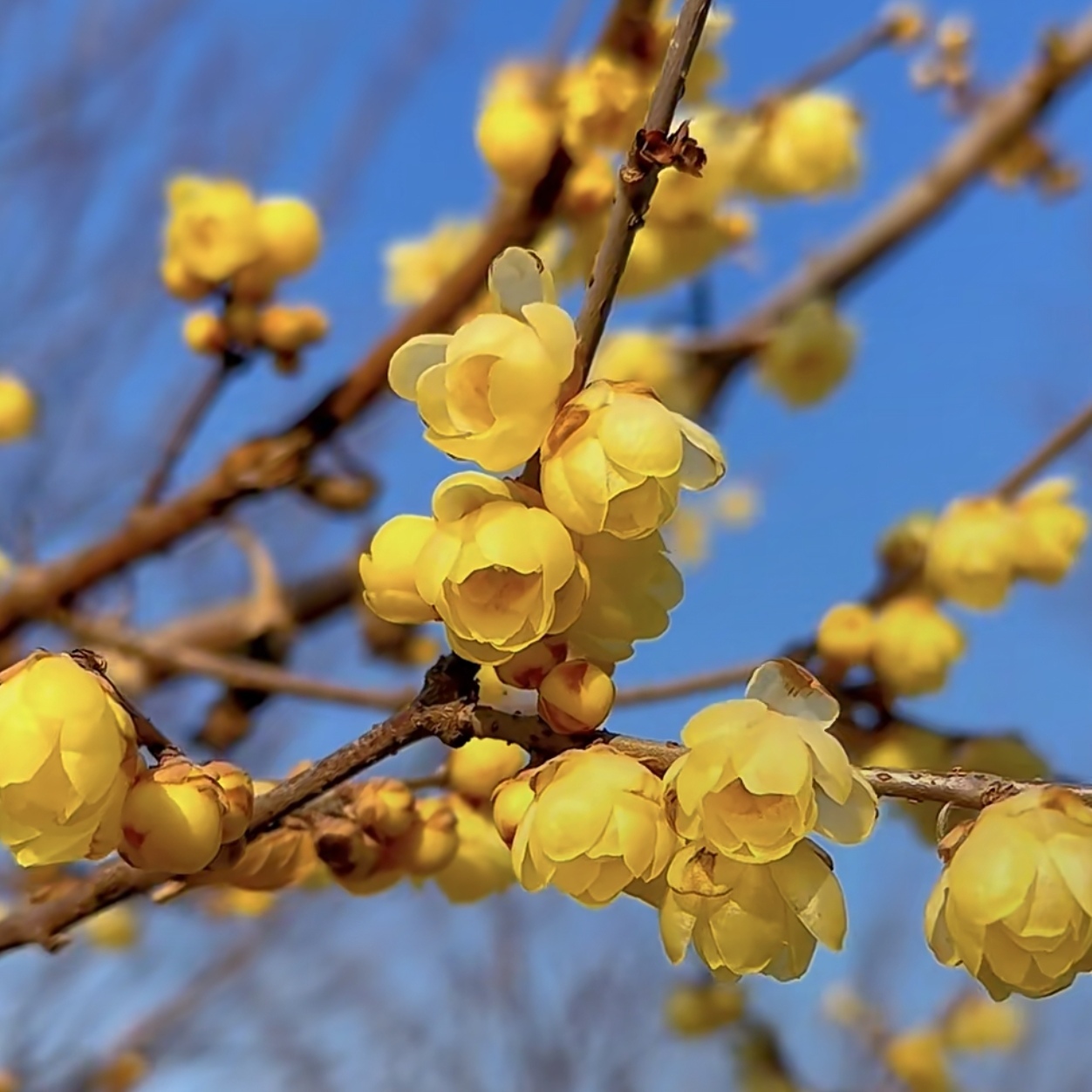 【素心腊梅8年老桩】黄金万两花树苗盆栽浓香型耐寒花卉当年开花阳