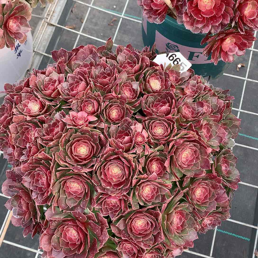 665.沙拉碗多肉植物