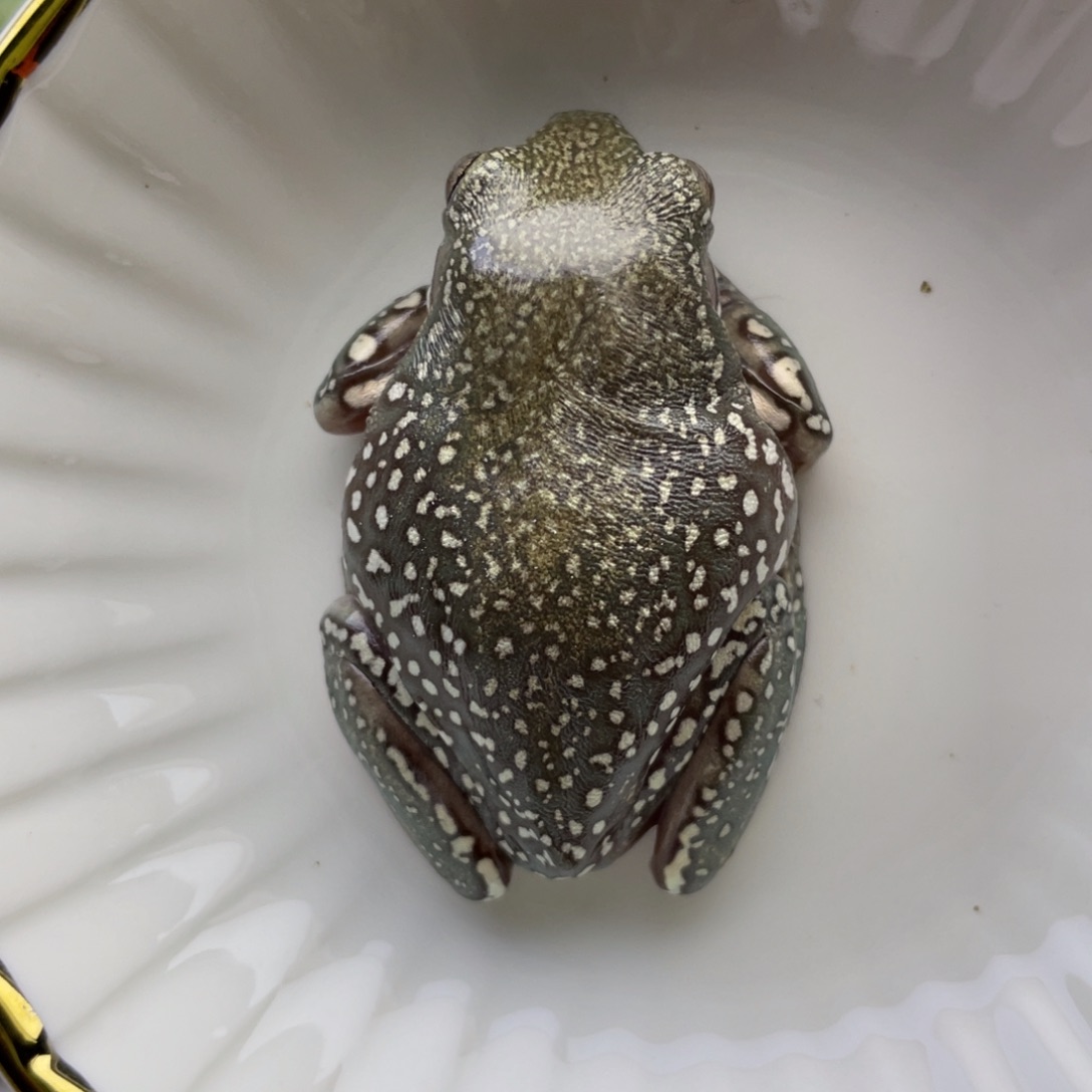 老爷树蛙魔鬼蓝满雪暴雪11号