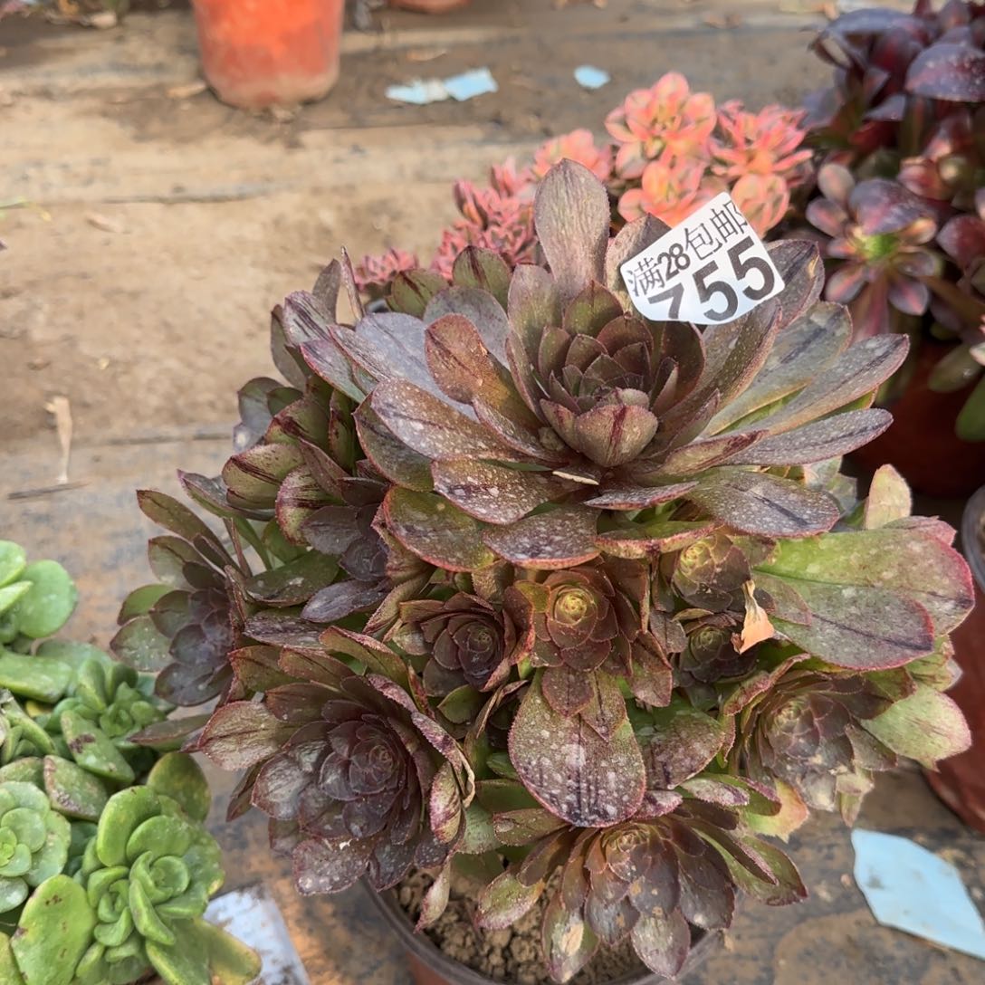 万拉丝多肉755满28包邮断枝不包