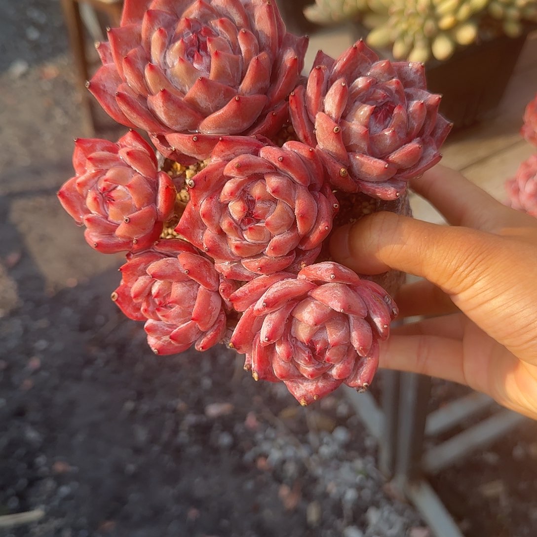 粉蓝鸟带盆发货精品包邮