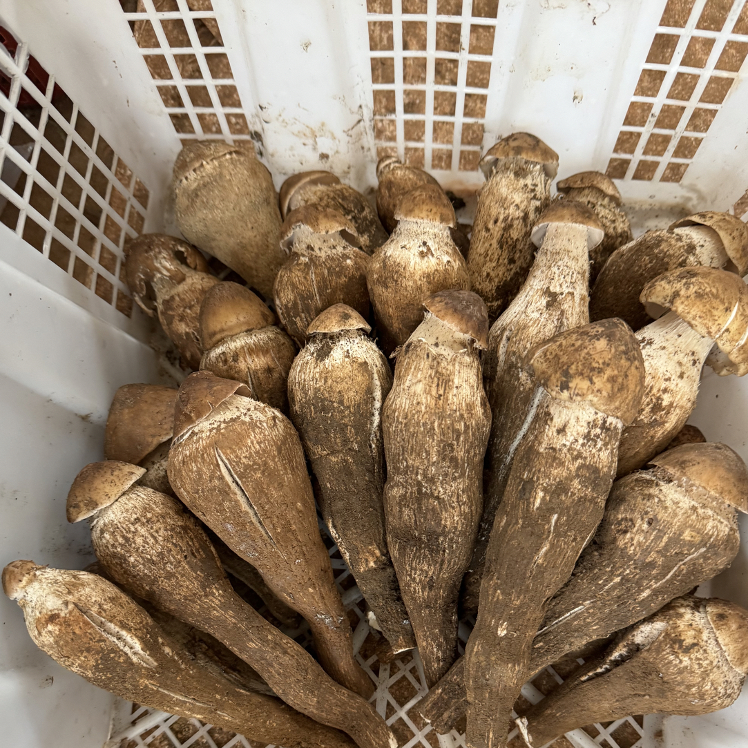 云南野生菌精品黄帽大鸡枞1000克350