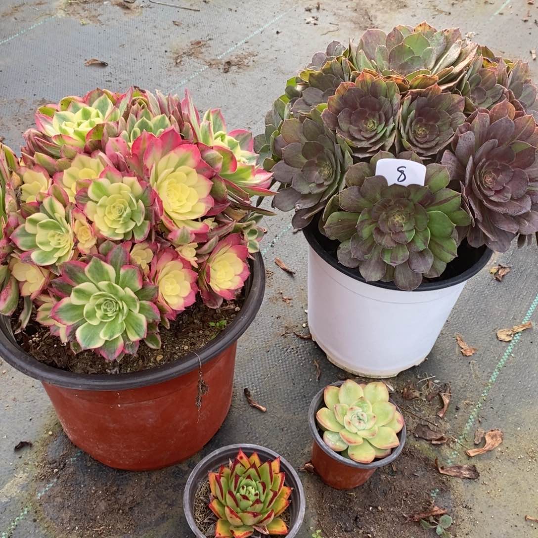 全部花朵多肉植物组合拼盘8