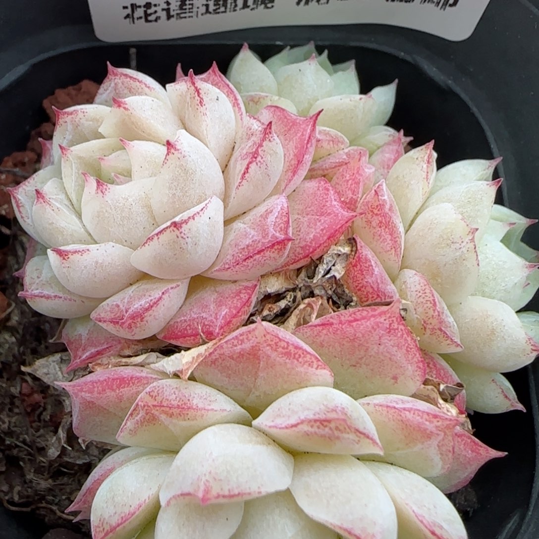 花语逸镜0129-148