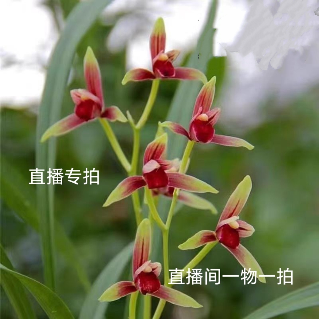 兰花直播选苗链接自行下单随机发货