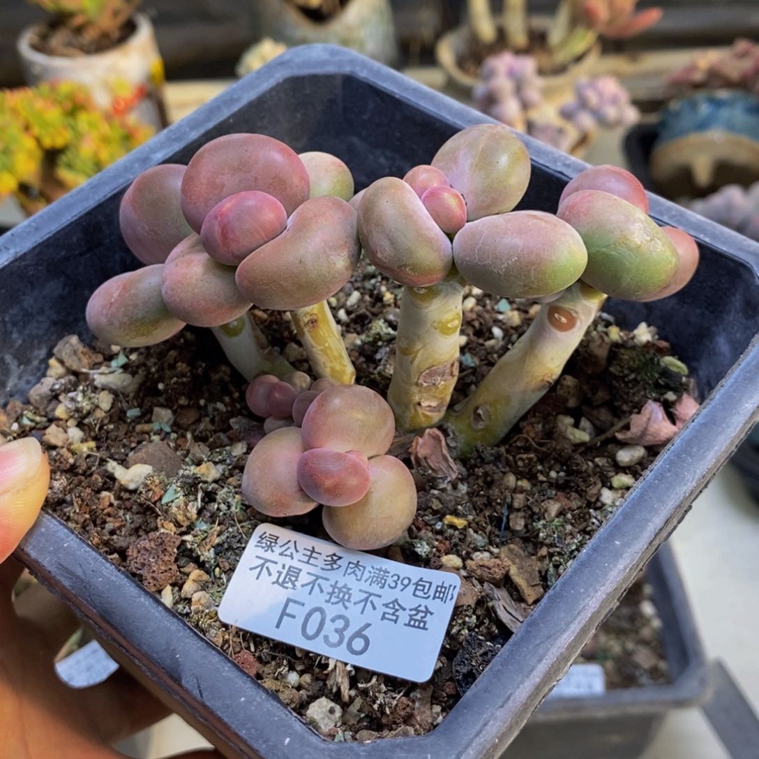 036芒果奶二代多肉8cm