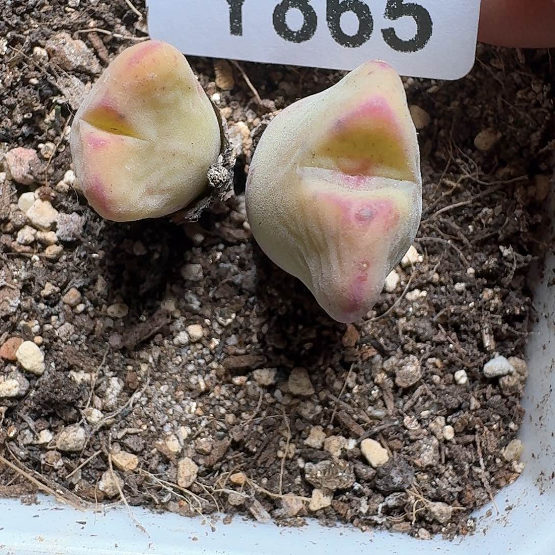 禾*865盒多肉植物哇d f