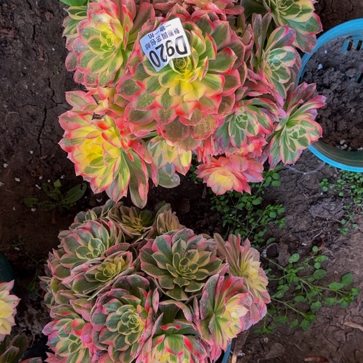 玉芙蓉花30-36包邮花花