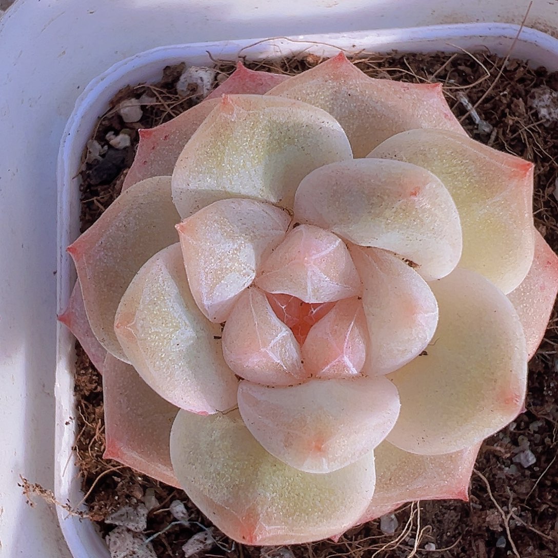 冰钻19包邮多肉植物