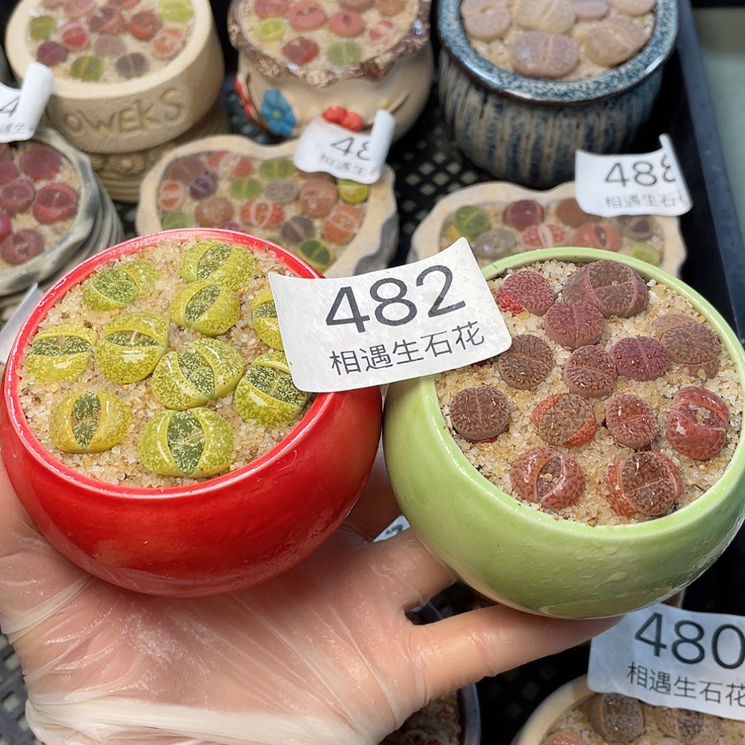 相遇生石花链接482