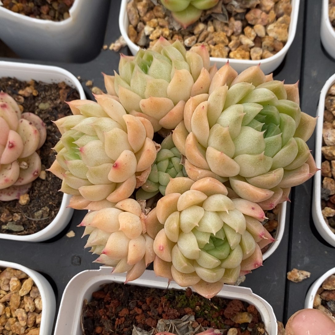 精品多肉一物一拍不包整41