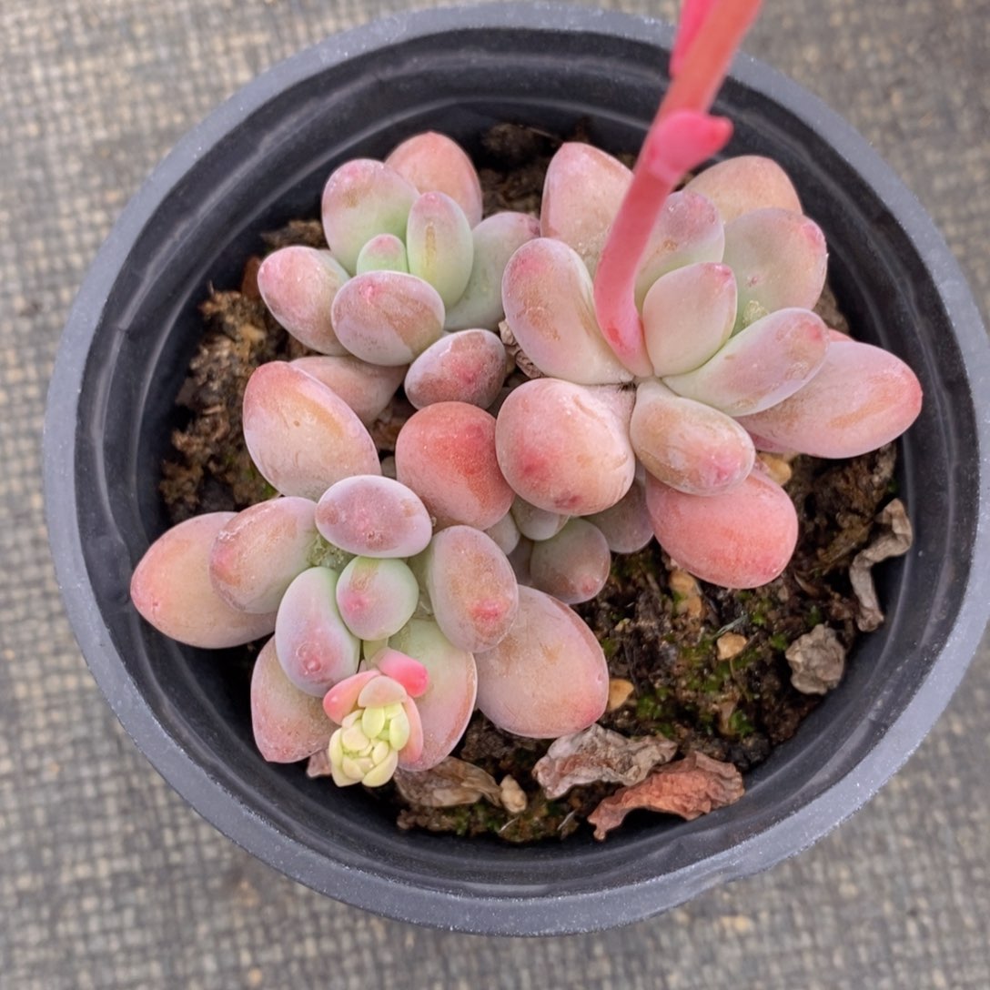 可问主播品种多肉植物