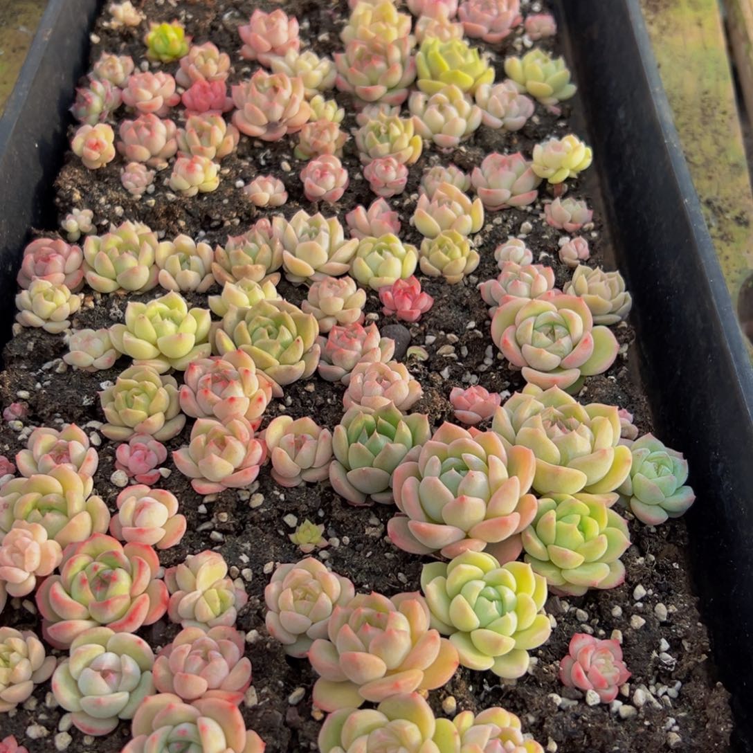 s***媛513的方法非常vv抱抱你