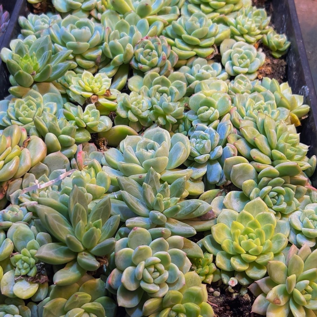 s***k512多肉葡萄的价格是多少