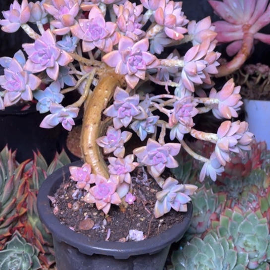 小***店多肉植物的植物