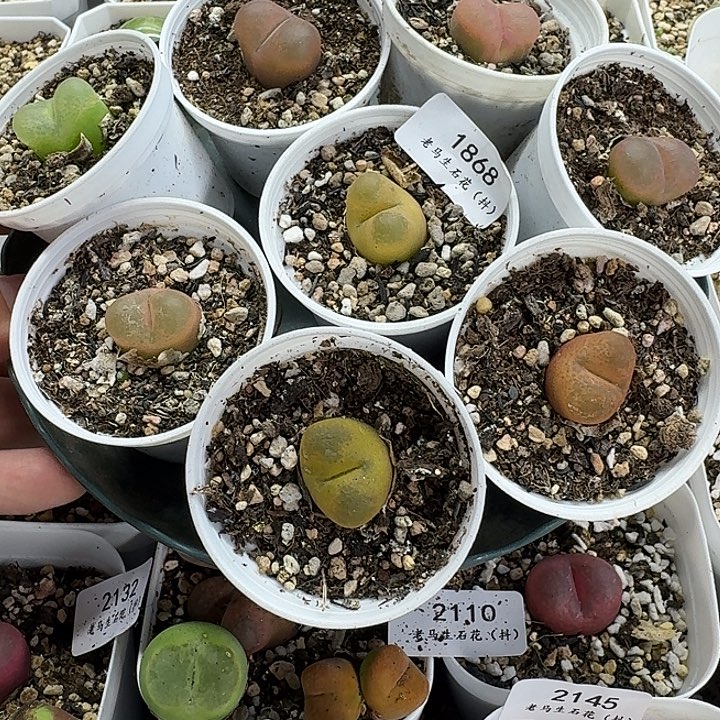 老马生石花彩毛1868