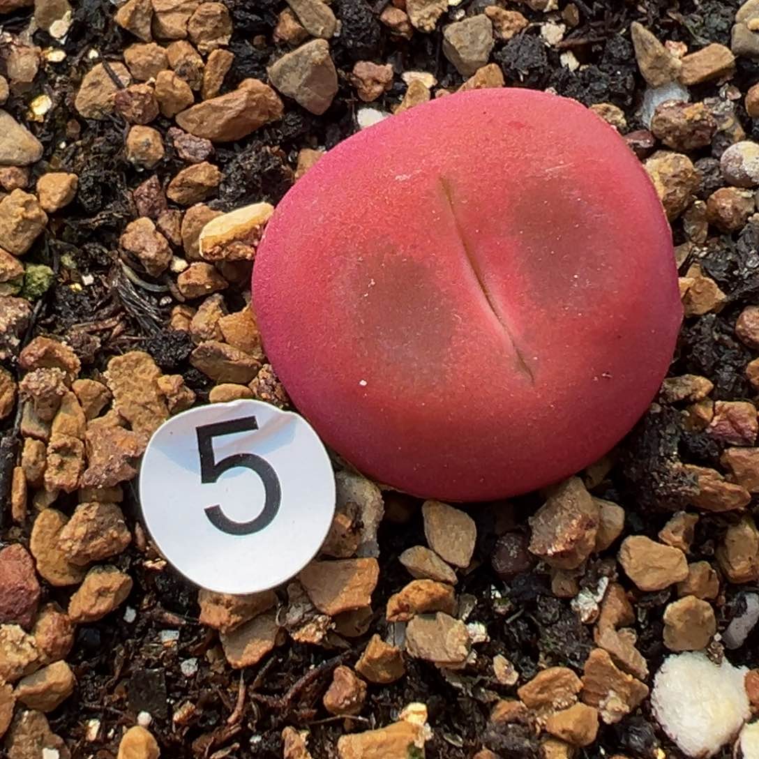 多肉植物11111111111111111