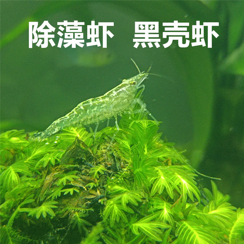 黑壳虾草缸除藻虾观赏虾活体饲料水草清洁米虾吃青苔绿藻鱼缸造景