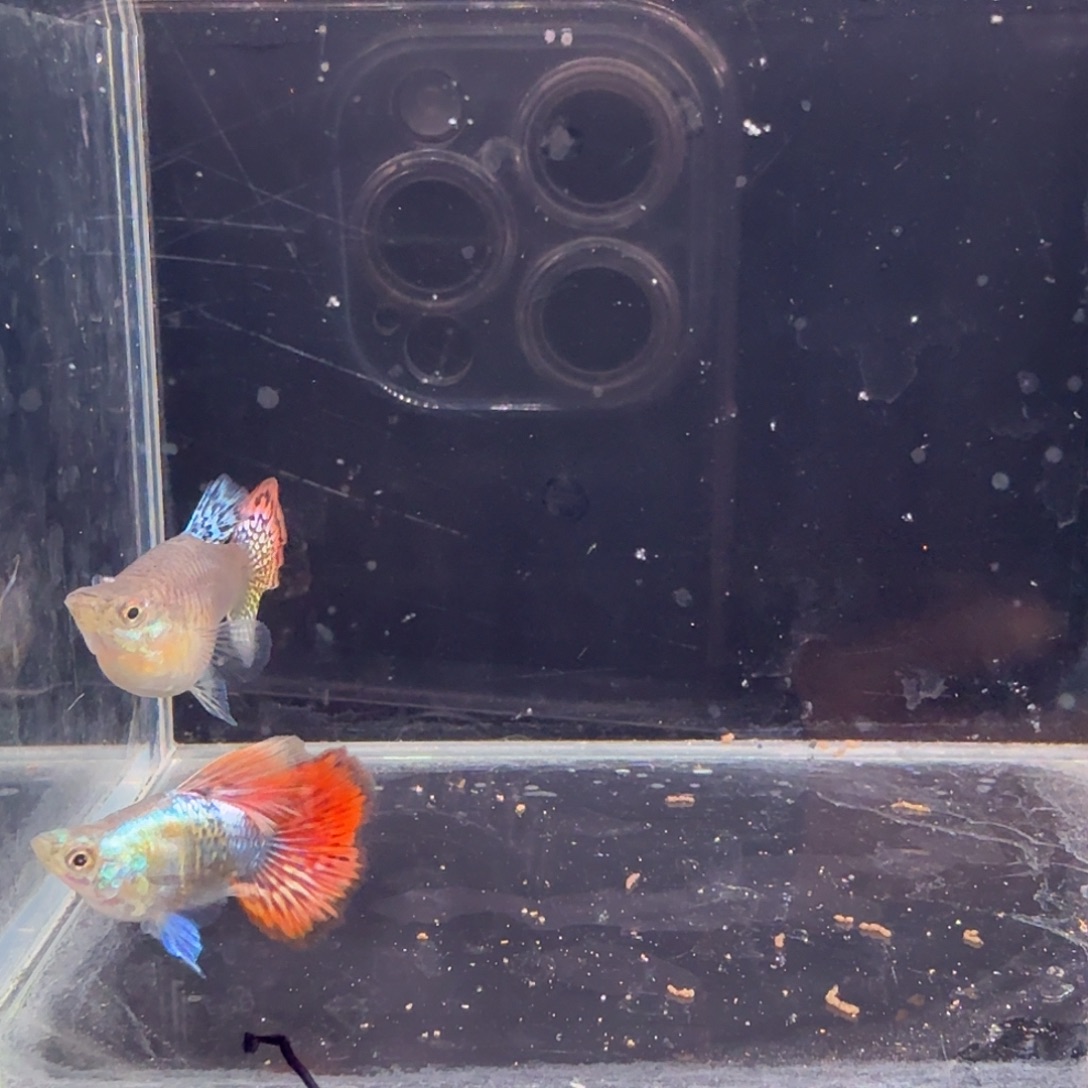 孔雀鱼七彩龙鳞球1对