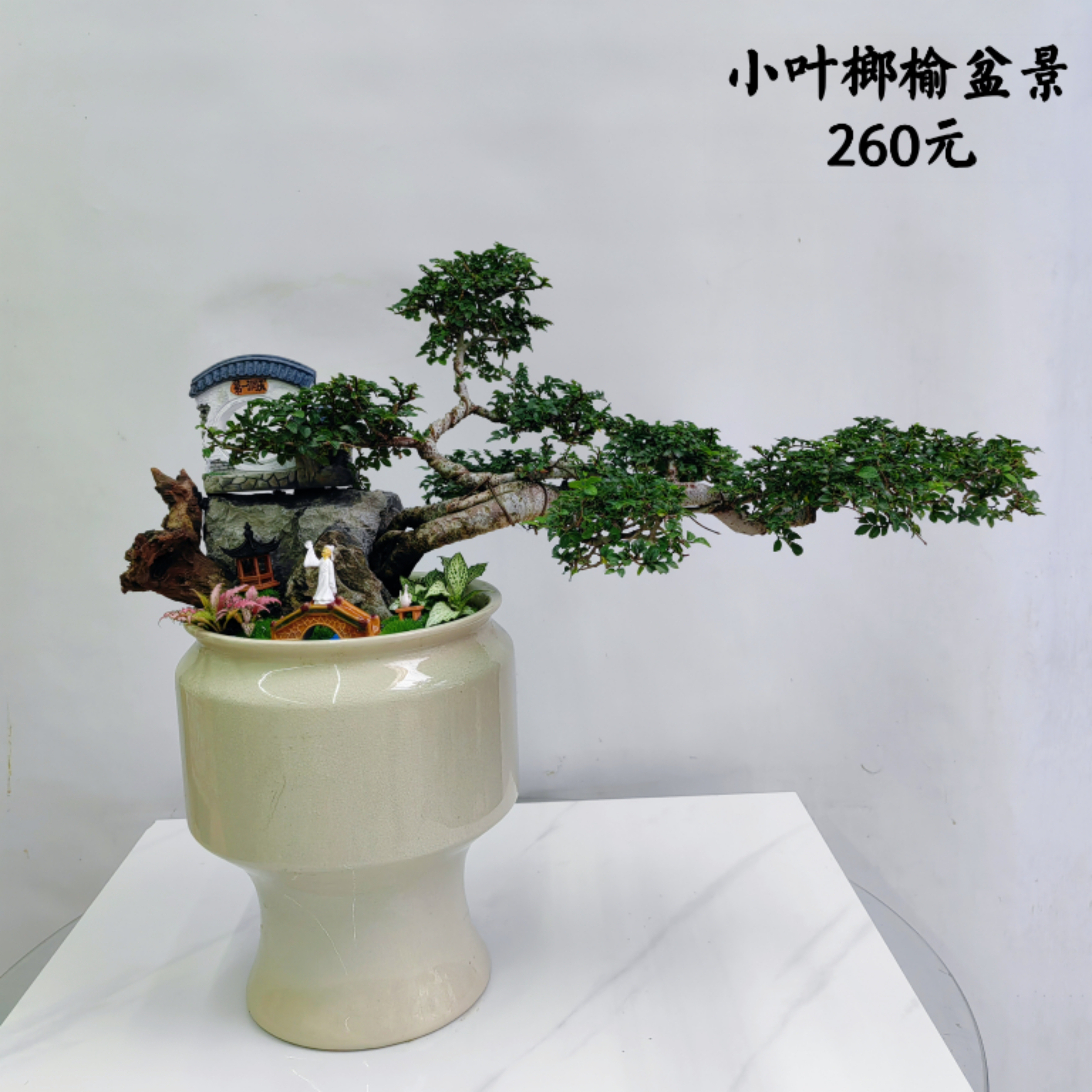 小叶榔榆桌面盆景1盆